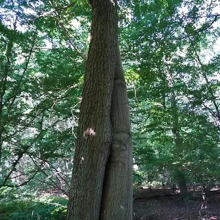 In Petersdorf Mit Schoenem Garten