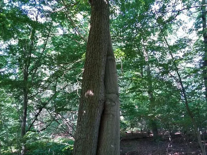 In Petersdorf Mit Schoenem Garten